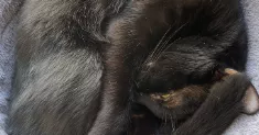 avatar petsitter