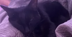 avatar petsitter