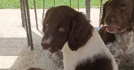 avatar petsitter
