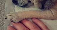 avatar petsitter