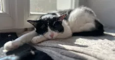 avatar petsitter
