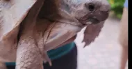 avatar petsitter