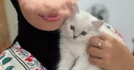 avatar petsitter