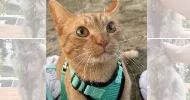 avatar petsitter