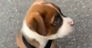 avatar petsitter