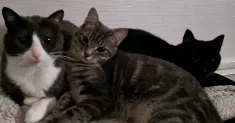 avatar petsitter