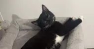 avatar petsitter