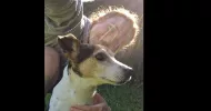avatar petsitter