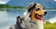 avatar petsitter