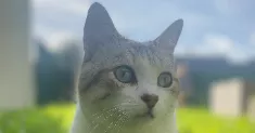 avatar petsitter