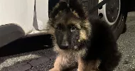 avatar petsitter