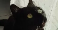 avatar petsitter