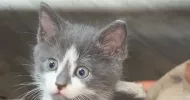 avatar petsitter
