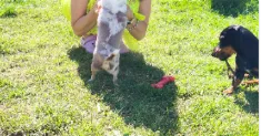 avatar petsitter