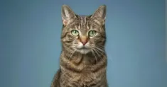 avatar petsitter
