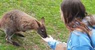 avatar petsitter