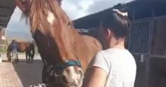 avatar petsitter