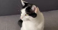 avatar petsitter