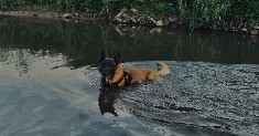 avatar petsitter