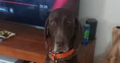 avatar petsitter