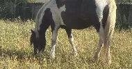 avatar petsitter
