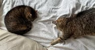 avatar petsitter