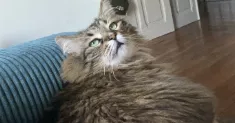 avatar petsitter