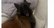 avatar petsitter