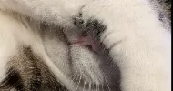 avatar petsitter