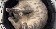 avatar petsitter