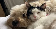 avatar petsitter