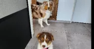 avatar petsitter
