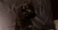 avatar petsitter