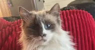 avatar petsitter