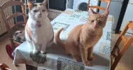 avatar petsitter