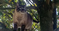 avatar petsitter