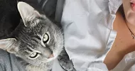 avatar petsitter