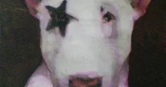 avatar petsitter