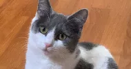 avatar petsitter