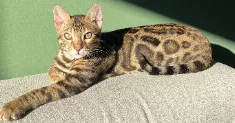 avatar petsitter