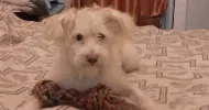 avatar petsitter