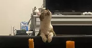 avatar petsitter