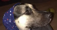 avatar petsitter