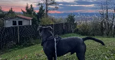 avatar petsitter