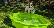 avatar petsitter