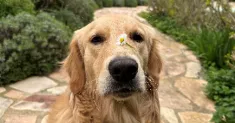 avatar petsitter