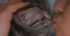 avatar petsitter