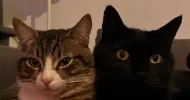 avatar petsitter