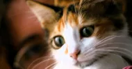 avatar petsitter