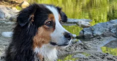 avatar petsitter